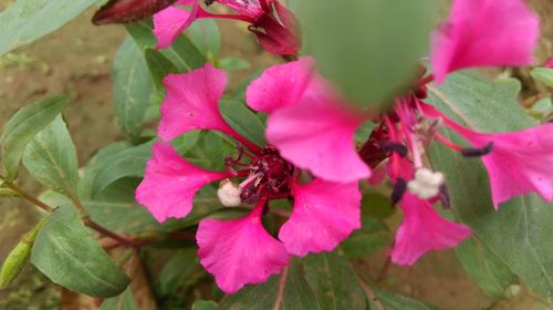 Close-up of pink flowers