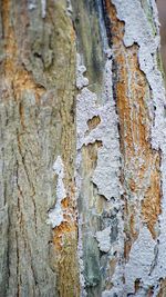 Full frame shot of tree trunk