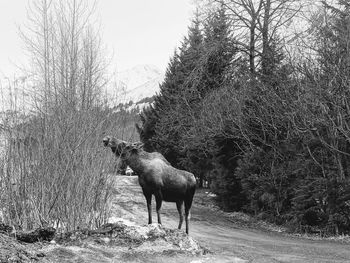 Deer standing on field