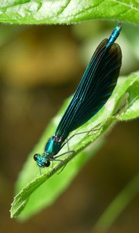 Close-up of insect on leaf