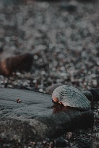 Close-up of shell on rock