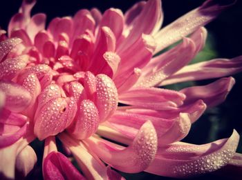 Close-up of flowers blooming outdoors