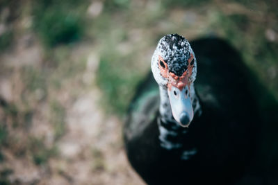 Close-up portrait of a bird