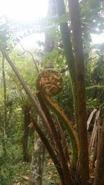 Close-up of lizard on tree