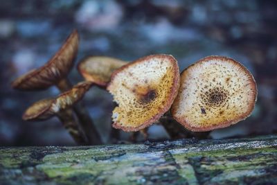 Close-up of mushrooms