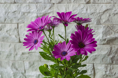 Close-up of flowers