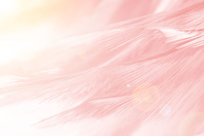 Macro shot of pink feather