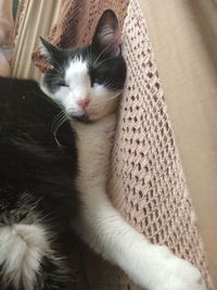 Close-up portrait of cat relaxing at home