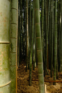 View of bamboo trees in the forest