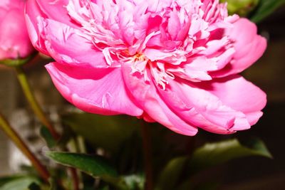 Close-up of pink flower blooming outdoors