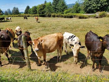 Cows grazing in field