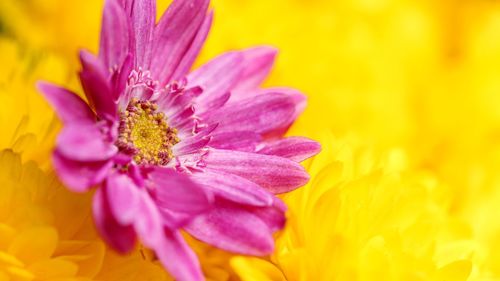 Close-up of pink flower