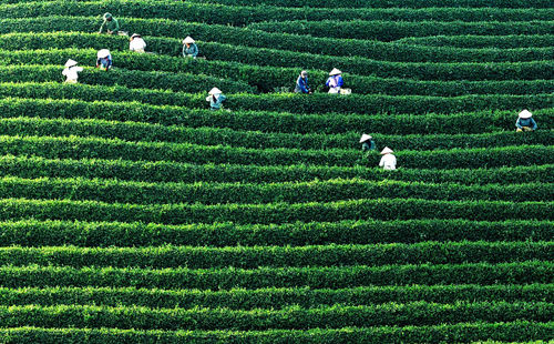 People working on tea plantation hill