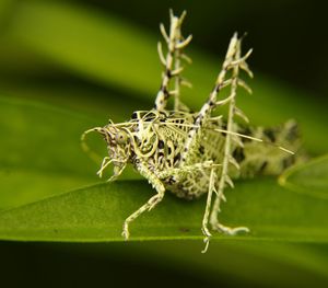 Close-up of insect on plant