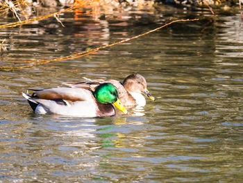 Duck swimming in lake