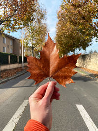 Person holding maple leaves during autumn