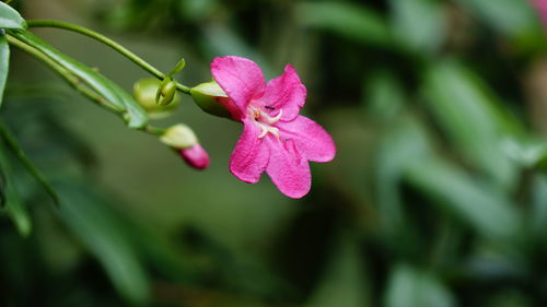 Close-up of water drops on pink flower blooming outdoors