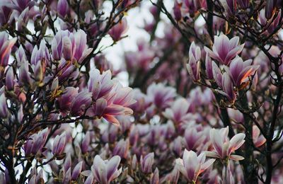 Close-up of purple flowering plants