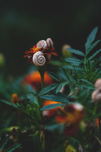 Close-up of red flowering plant