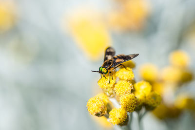 Close-up of bee pollinating on flower