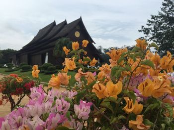 Close-up of pink flowers blooming in front of house