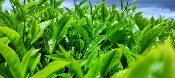 Close-up of fresh green plants on field