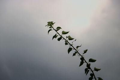 Low angle view of plant against sky