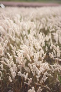 Close-up of white flowering plants on field