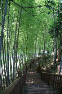 Bamboo trees in forest