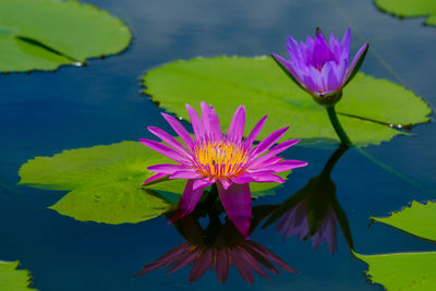 Close-up of purple water lily in lake