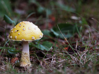 Close-up of mushroom growing on field