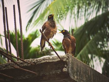 Low angle view of bird perching on tree