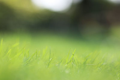 Close-up of grass in field