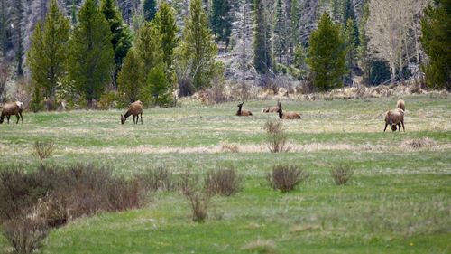 Horses grazing in a forest