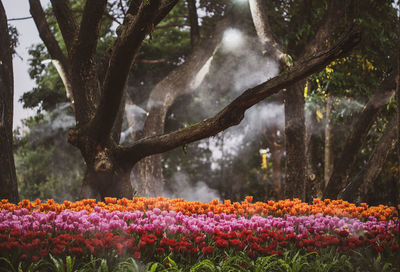 View of flowering plants by trees in park