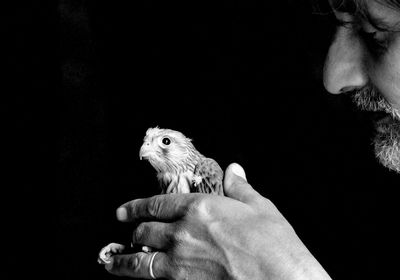 Close-up of hand holding bird against black background