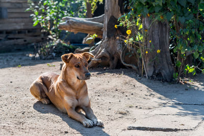 Portrait of dog sitting outdoors