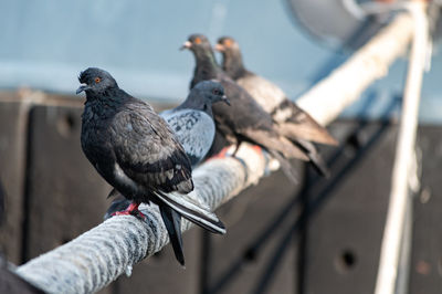 Close-up of pigeons perching on railing