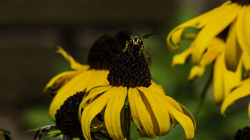 Close-up of insect on yellow flower