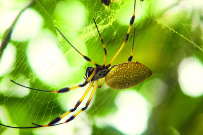 Close-up of spider on web