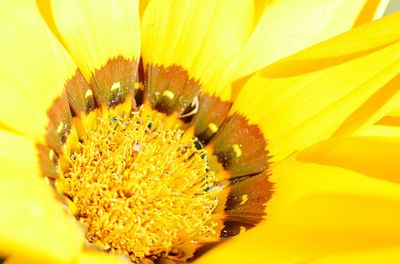 Macro shot of yellow flower