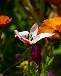 Close-up of white flowering plant