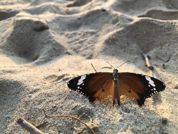 Sandy butterflies