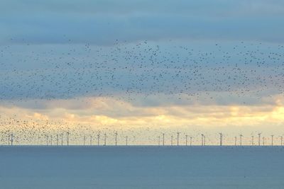 Flock of birds flying in sky during sunset