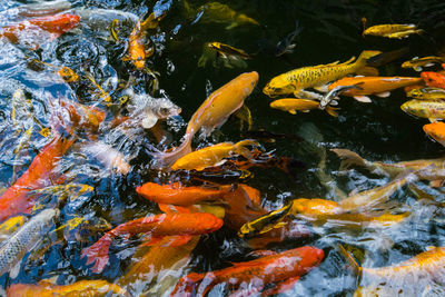 Fish swimming in sea, koi fish ,crab fish