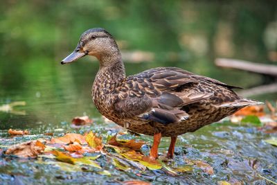 Close-up of mallard duck standing in lake