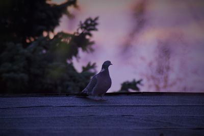 Bird perching on a wall