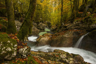 Scenic view of waterfall in forest