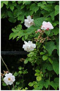 Close-up of fresh flowers blooming in plant