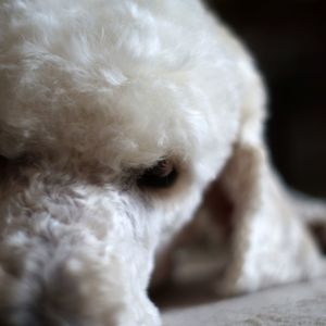 Close-up of dog